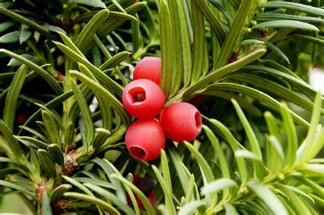 are yew leaves poisonous.